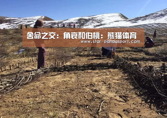 熊猫体育官网